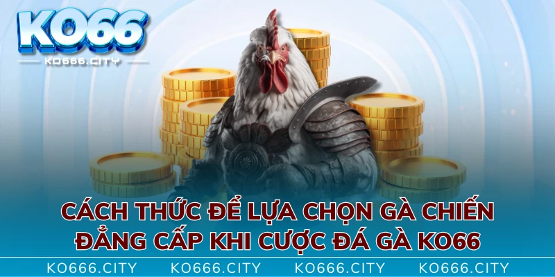 Cách thức để lựa chọn gà chiến đẳng cấp khi cược Đá gà KO66