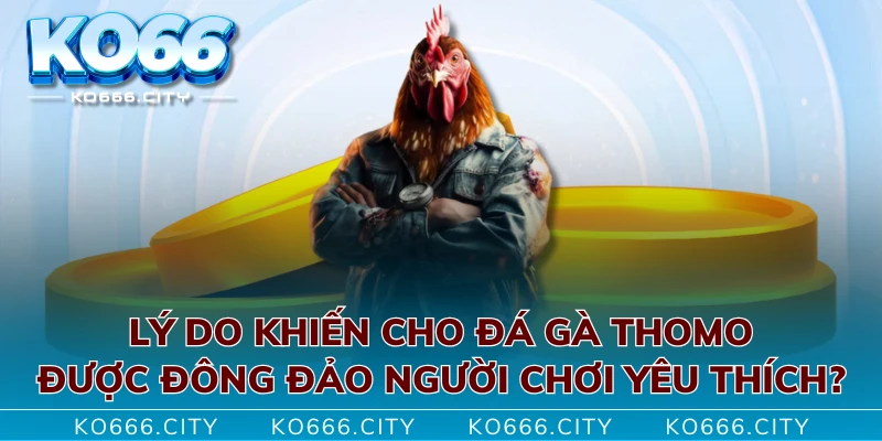 Lý do khiến cho đá gà thomo được đông đảo người chơi yêu thích?